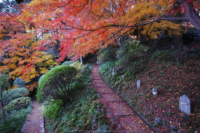 九品寺,紅葉(DP0Q0459,14 mm,F5.6)2015yaotomi_.jpg