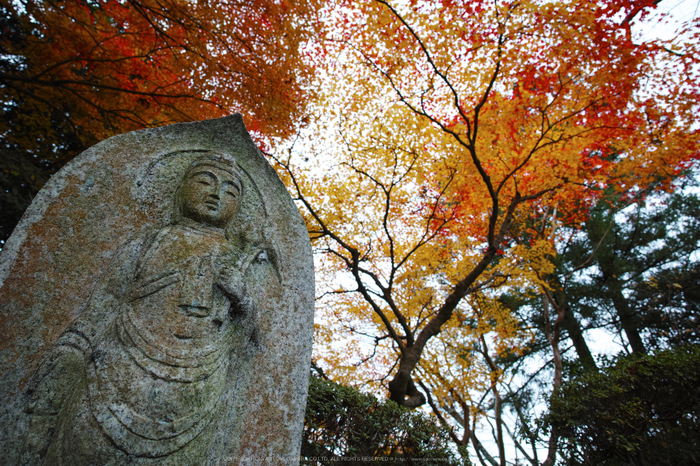 九品寺,紅葉(DP0Q0483,14 mm,F5.6)2015yaotomi_.jpg