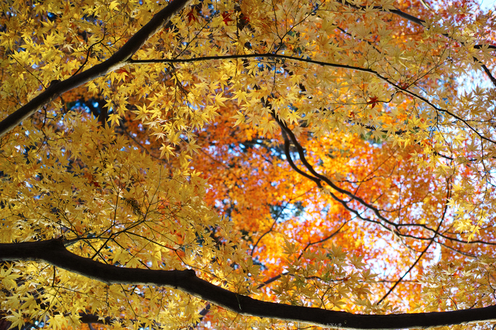 九品寺,紅葉(DP2Q0218,30 mm,F30 mm)2015yaotomi.jpg