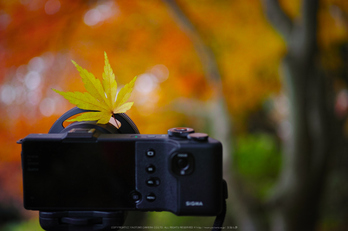 九品寺,紅葉(DP3Q1339,50 mm,F2.8)2015yaotomi_.jpg