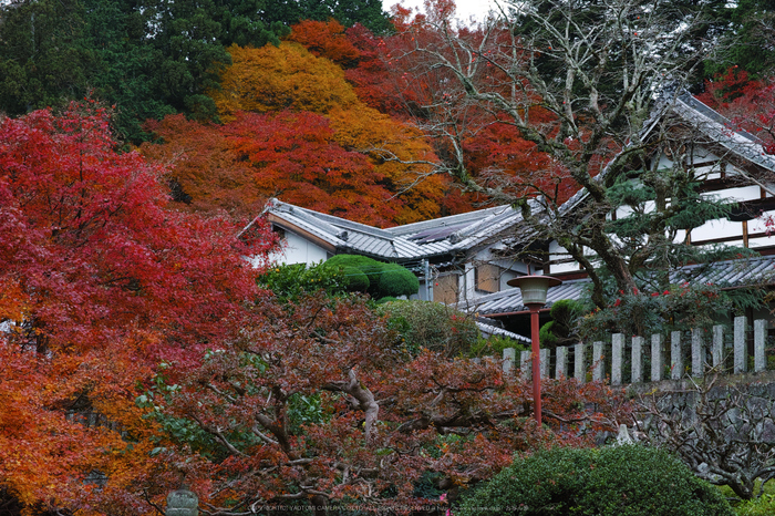 九品寺,紅葉(DP3Q1351,50 mm,F8)2015yaotomi_.jpg