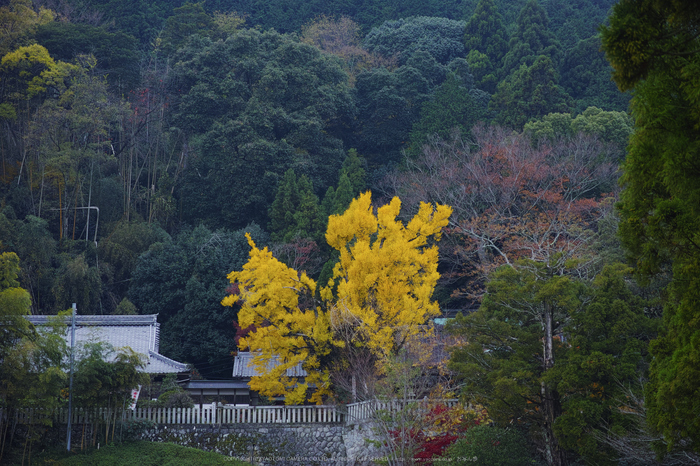 九品寺,紅葉(DP3Q1353,50 mm,F4)2015yaotomi_.jpg