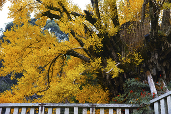 九品寺,紅葉(DP3Q1362,50 mm,F4)2015yaotomi_.jpg