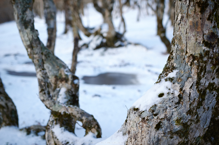 奈良,大峯山系,雪景(K32_4292,35 mm,F2,iso100)2015yaotomi_.jpg