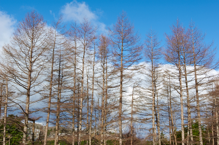 奈良,大峯山系,雪景(K32_4382,29 mm,F4.5)2015yaotomi_.jpg
