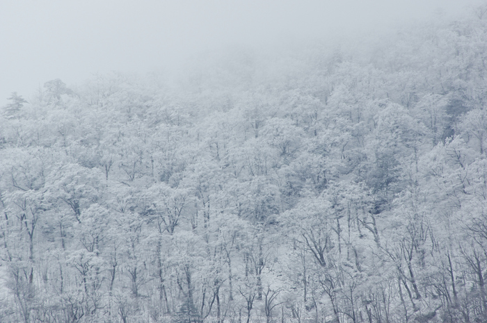 奈良,大峯山系,雪景(K32_5205,450 mm,F10)2015yaotomi_.jpg