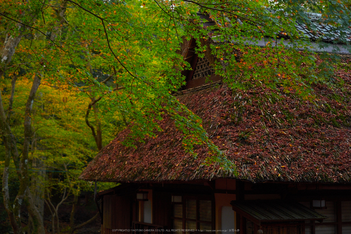 奈良公園,東大寺,紅葉(PB250012,34 mm,F2.8,iso200)2015yaotomi_.jpg