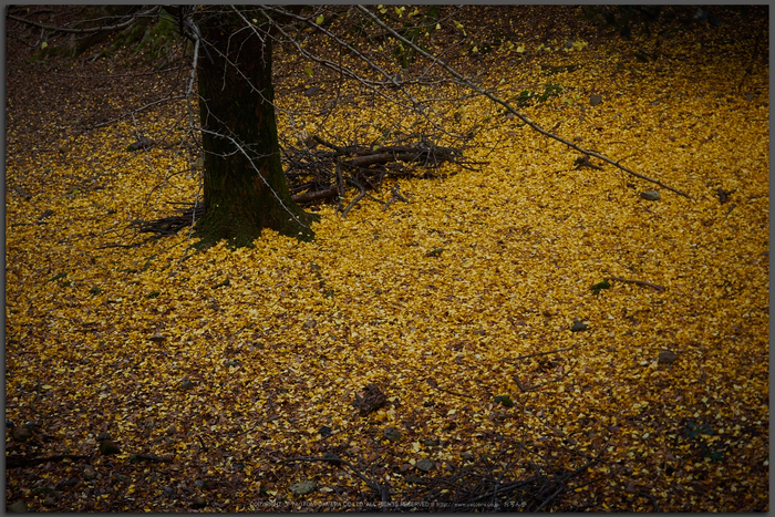 奈良公園,東大寺,紅葉(PB250053,40-mm,F2.8,iso200)2015yaotomi_T.jpg