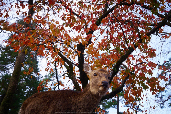 奈良公園,東大寺,紅葉(PB250079,12 mm,F6.3,iso200)2015yaotomi_.jpg