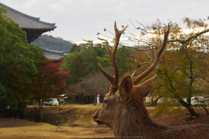 奈良公園,東大寺,紅葉(PB250115,40 mm,F6.3,iso200)2015yaotomi_.jpg