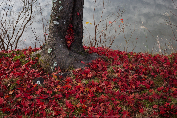 奈良公園,東大寺,紅葉(PB250121,25 mm,F7.1,iso200)2015yaotomi_.jpg