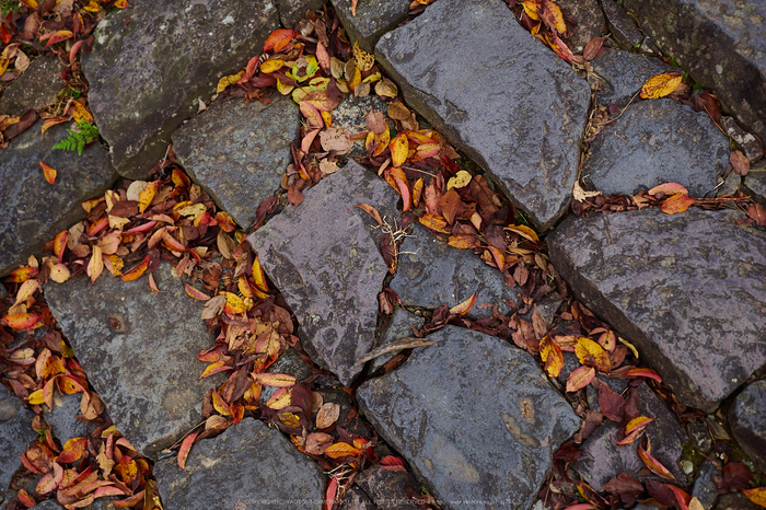 奈良公園,東大寺,紅葉(PB250174,17 mm,F3.2,iso200)2015yaotomi_.jpg