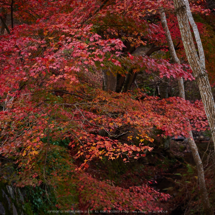 奈良公園,東大寺,紅葉(PB250185,40 mm,F3.5,iso200)2015yaotomi.jpg