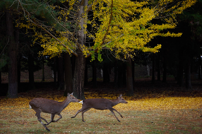 奈良公園,東大寺,紅葉(PB250190,34 mm,F2.8,iso200)2015yaotomi.jpg