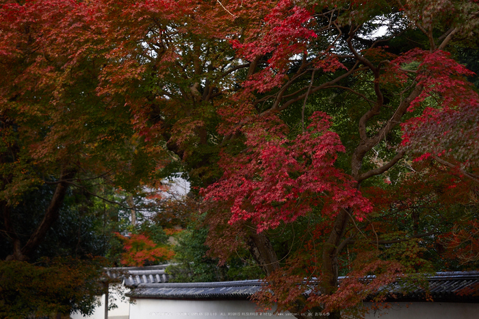 奈良公園,東大寺,紅葉(PB250216,40 mm,F3.2,iso200)2015yaotomi.jpg