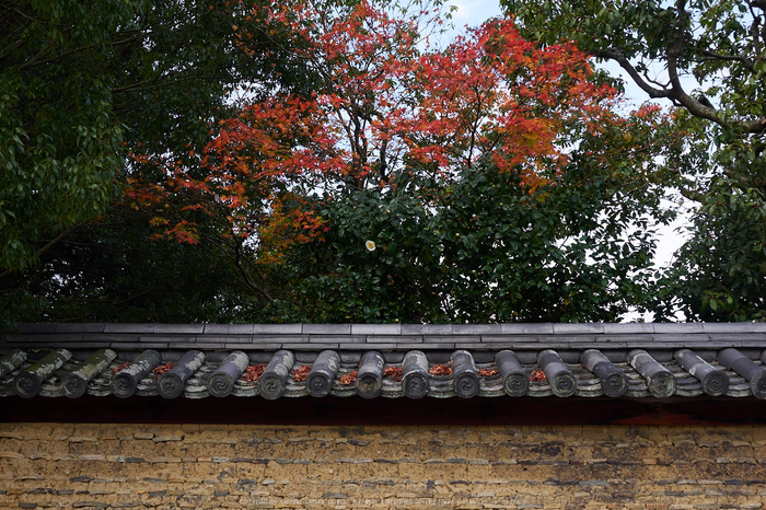 奈良公園,東大寺,紅葉(PB250223,20 mm,F5.6,iso200)2015yaotomi.jpg