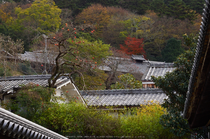 奈良公園,東大寺,紅葉(PB250225,40 mm,F6.3,iso200)2015yaotomi.jpg