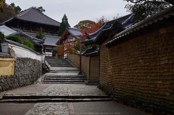 奈良公園,東大寺,紅葉(PB250229,26 mm,F6.3,iso200)2015yaotomi.jpg