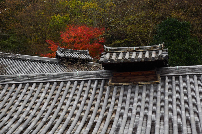 奈良公園,東大寺,紅葉(PB250236,40 mm,F6.3,iso200)2015yaotomi.jpg