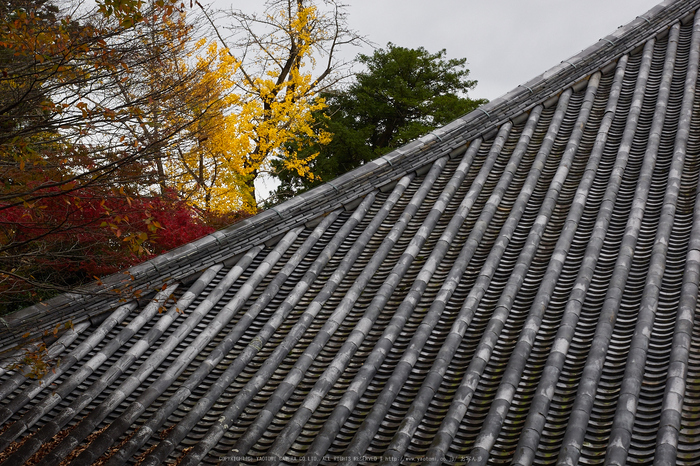 奈良公園,東大寺,紅葉(PB250248,34 mm,F7.1,iso200)2015yaotomi.jpg