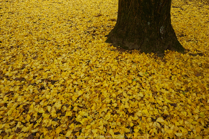 奈良公園,東大寺,紅葉(PB250346,12 mm,F9,iso200)2015yaotomi.jpg