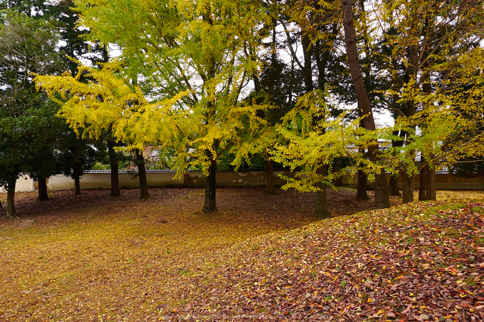 奈良公園,東大寺,紅葉(PB250347,12 mm,F6.3,iso200)2015yaotomi.jpg