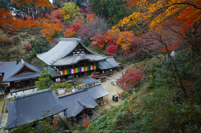 明日香,岡寺,紅葉(DP0Q0056,14 mm,F6.3,20151206yaotomi.jpg