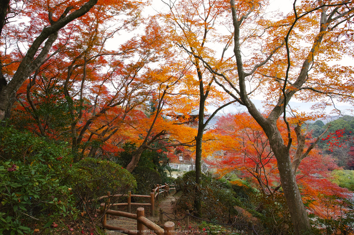 明日香,岡寺,紅葉(DP0Q0065,14 mm,F7.1,20151206yaotomi.jpg