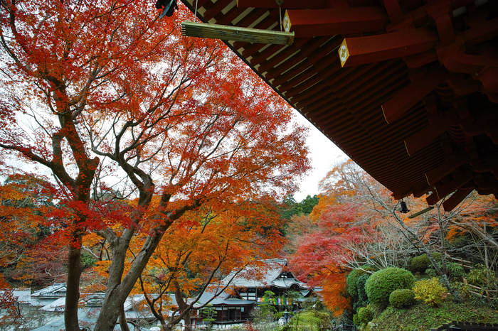 明日香,岡寺,紅葉(DP0Q0078b,14 mm,F7.1,20151206yaotomi.jpg