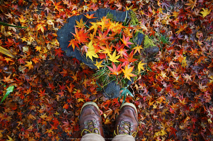 明日香,岡寺,紅葉(DP0Q0263,14 mm,F4,20151206yaotomi.jpg