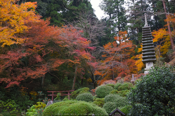 明日香,岡寺,紅葉(DP2Q0178,30 mm,F5.6,20151206yaotomi.jpg