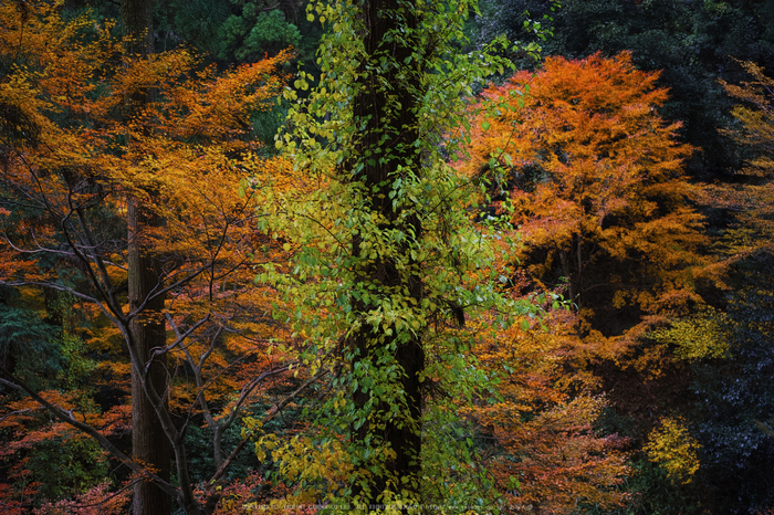 明日香,岡寺,紅葉(DP2Q0193,30 mm,F2.8,20151206yaotomi.jpg