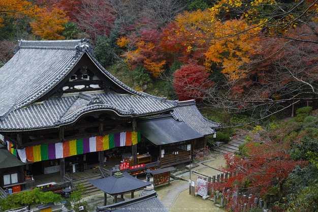 明日香,岡寺,紅葉(DP2Q0200,30 mm,F7.1,20151206yaotomi.jpg