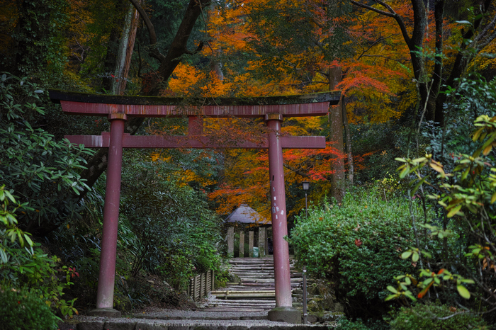 明日香,岡寺,紅葉(DP3Q1386,50 mm,F2.8,20151206yaotomi.jpg