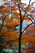 明日香,岡寺,紅葉(DP3Q1404bf,50 mm,F3.5,20151206yaotomi.jpg