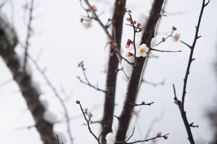 奈良,室生寺,雪景(EM100256,40 mm,F2.8)2016yaotomi.jpg