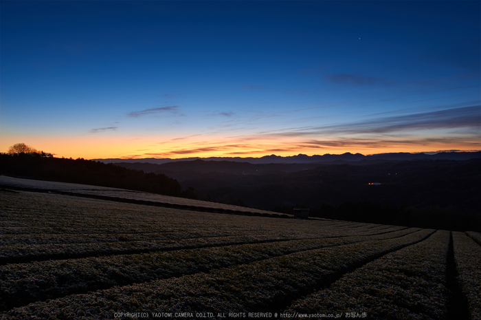 山添村,茶畑日の出(K32_5284,15-mm,F8,iso100)2016yaotomi.jpg