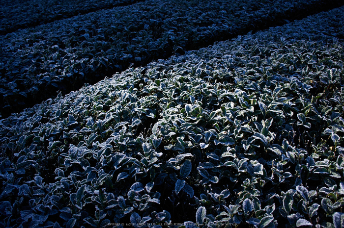 山添村,茶畑日の出(K32_5481,21 mm,F4)2016yaotomi.jpg