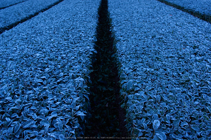 山添村,茶畑日の出(K32_5485,21 mm,F5.6)2016yaotomi.jpg