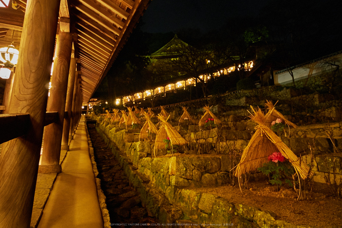 長谷寺,観音万燈会(P1050139,12 mm,F3.2,iso3200)2016yaotomi.jpg