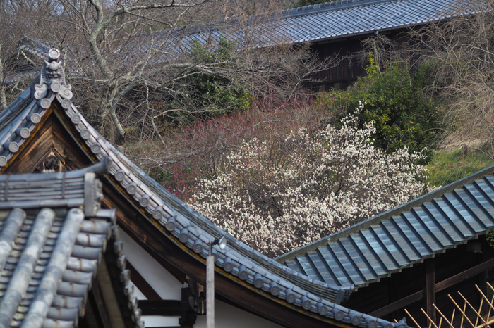 二月堂,梅(P2270161raw,75 mm,F2,iso200)2016yaotomi_.jpg