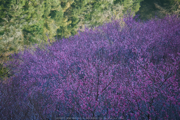 奈良山添,日の出(EM160283,40 mm,F2.8)2016yaotomi 1.jpg