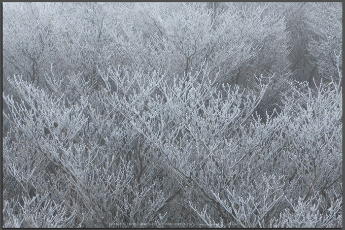 御在所岳,雪景(P1000293(RAW)2,22-mm,F5.6)2016yaotomi_T.jpg