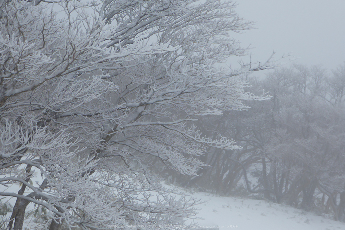 御在所岳,雪景(P1000317(RAW),13 mm,F4.6)2016yaotomi.jpg