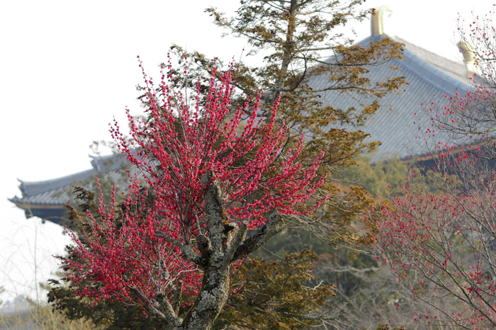 東大寺,梅(P2270100raw,75 mm,F4,iso200)2016yaotomi_.jpg