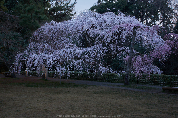 京都御苑,桜(K32_6401,35 mm,F9,iso100)2016yaotomi.jpg