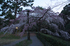 京都御苑,桜(K32_6404(DA16_85),16 mm,F9,iso100)2016yaotomi.jpg