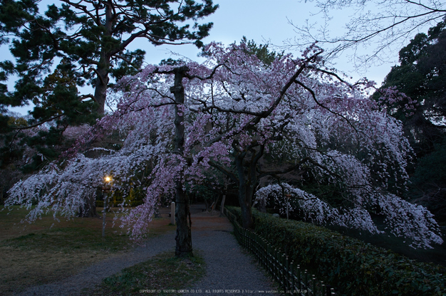 京都御苑,桜(K32_6404,16 mm,F9,iso100)2016yaotomi.jpg