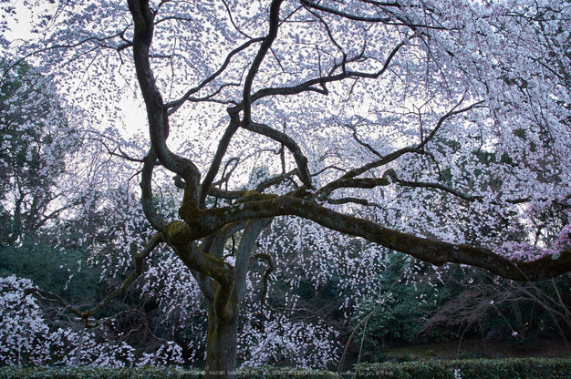 京都御苑,桜(K32_6407,16 mm,F9,iso100)2016yaotomi.jpg