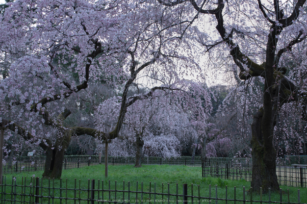 京都御苑,桜(K32_6410(DA16_85),28 mm,F10,iso100)2016yaotomi.jpg